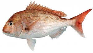 RED FISH PAGRO INTERO 200-400GR 5KG CARTONE